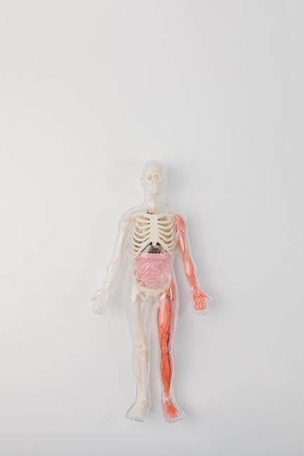 anatomy and physiology lab practical 1 pdf